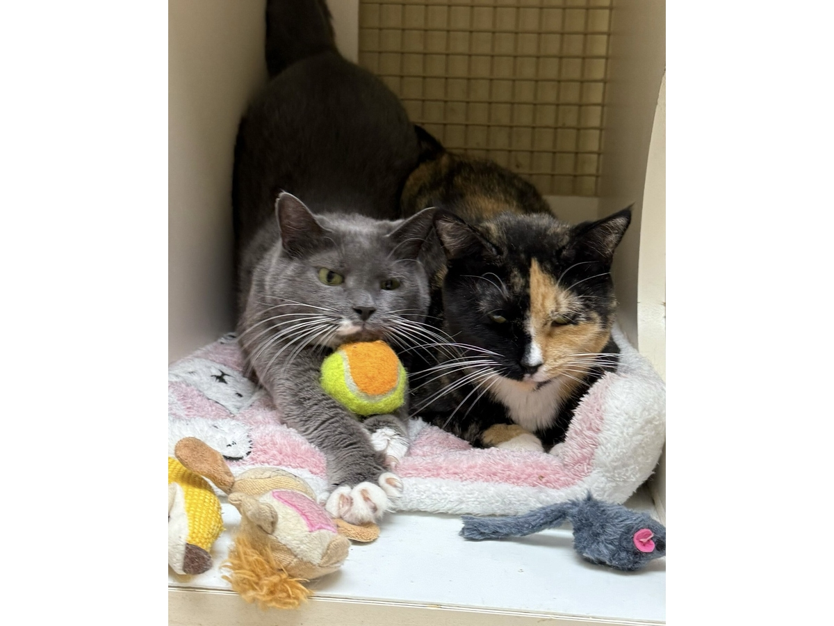 Bonded Sisters Lost Adoption Chance After Hiding From Potential Family: Northport Kitties Of The Week