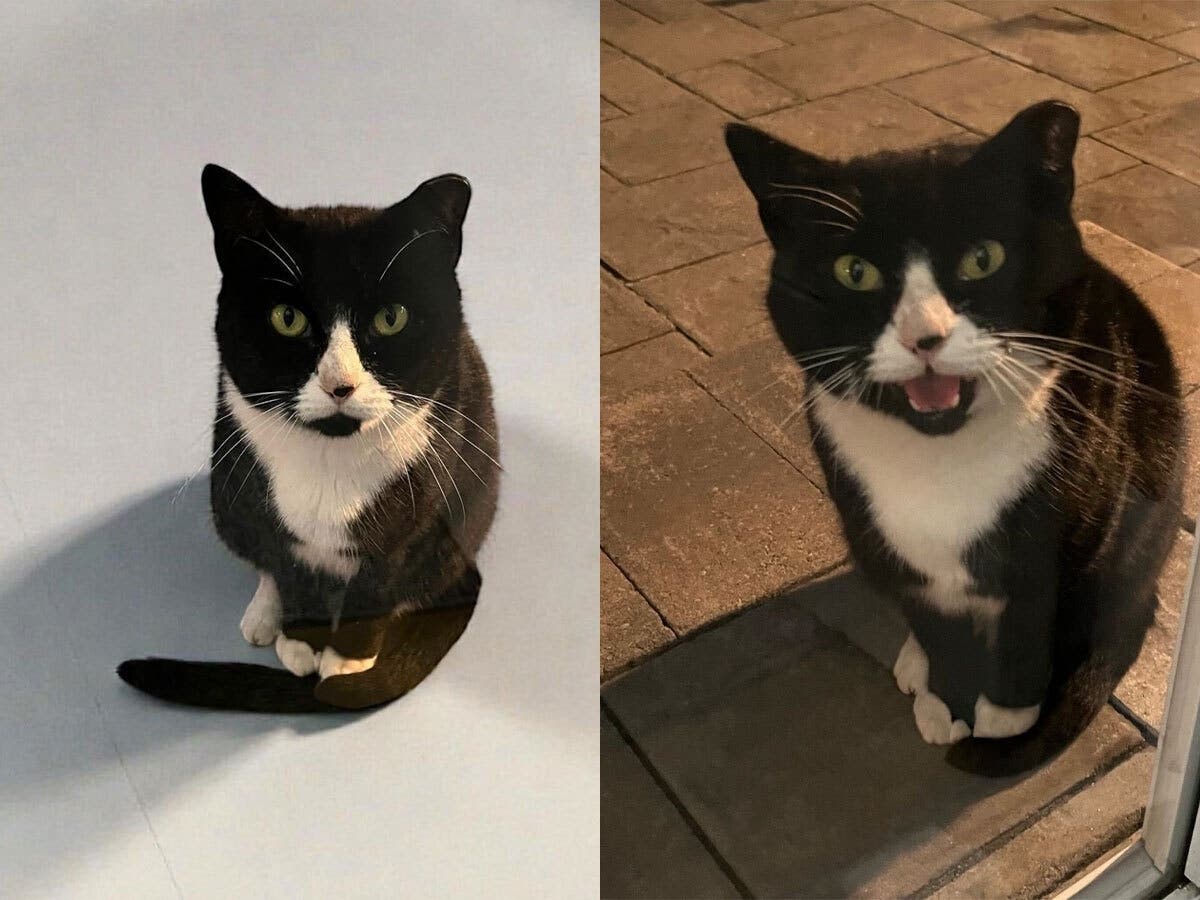 Socks, a backyard cat, has been missing for almost a month, since January's snow storm. This week, her family is hoping to bring her home. 