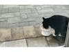 Socks, the Ruiz family's back yard house cat, returned home Saturday morning, the family says. 