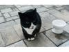 Socks, the Ruiz family's back yard house cat, returned home Saturday morning, the family says. 