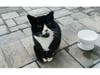 Socks, the Ruiz family's back yard house cat, returned home Saturday morning, the family says. 