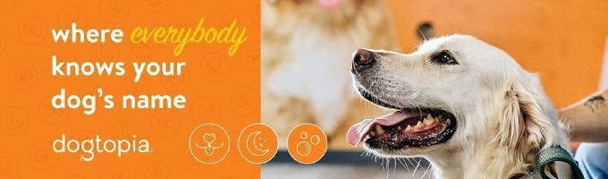 Dogtopia of Oro Valley