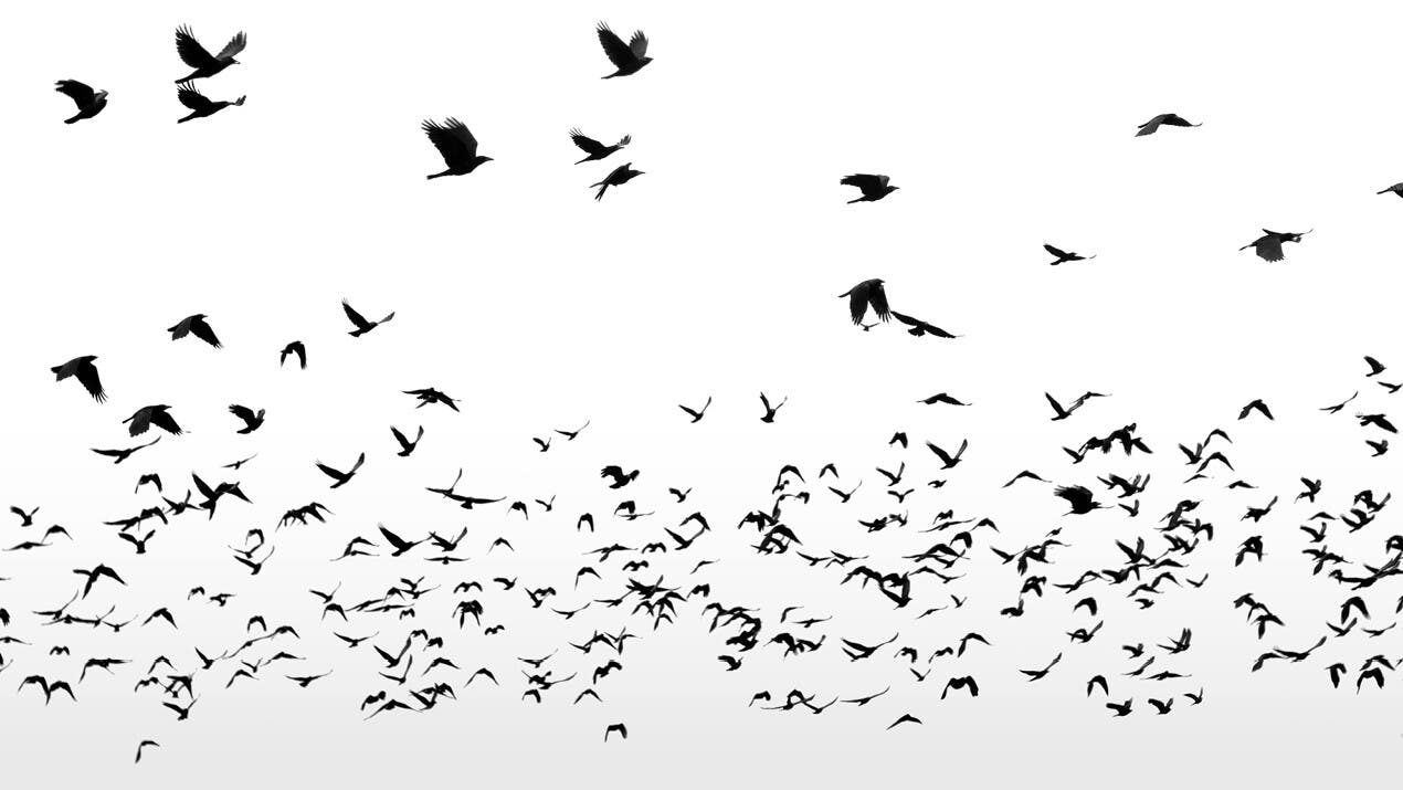 Juilliard Drama Presents “Flock,” based on “The Conference of the Birds”