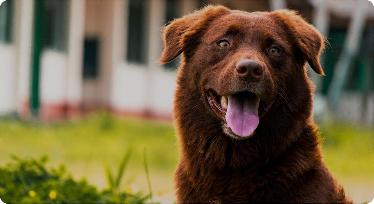 Kenan's K9 Cleanup