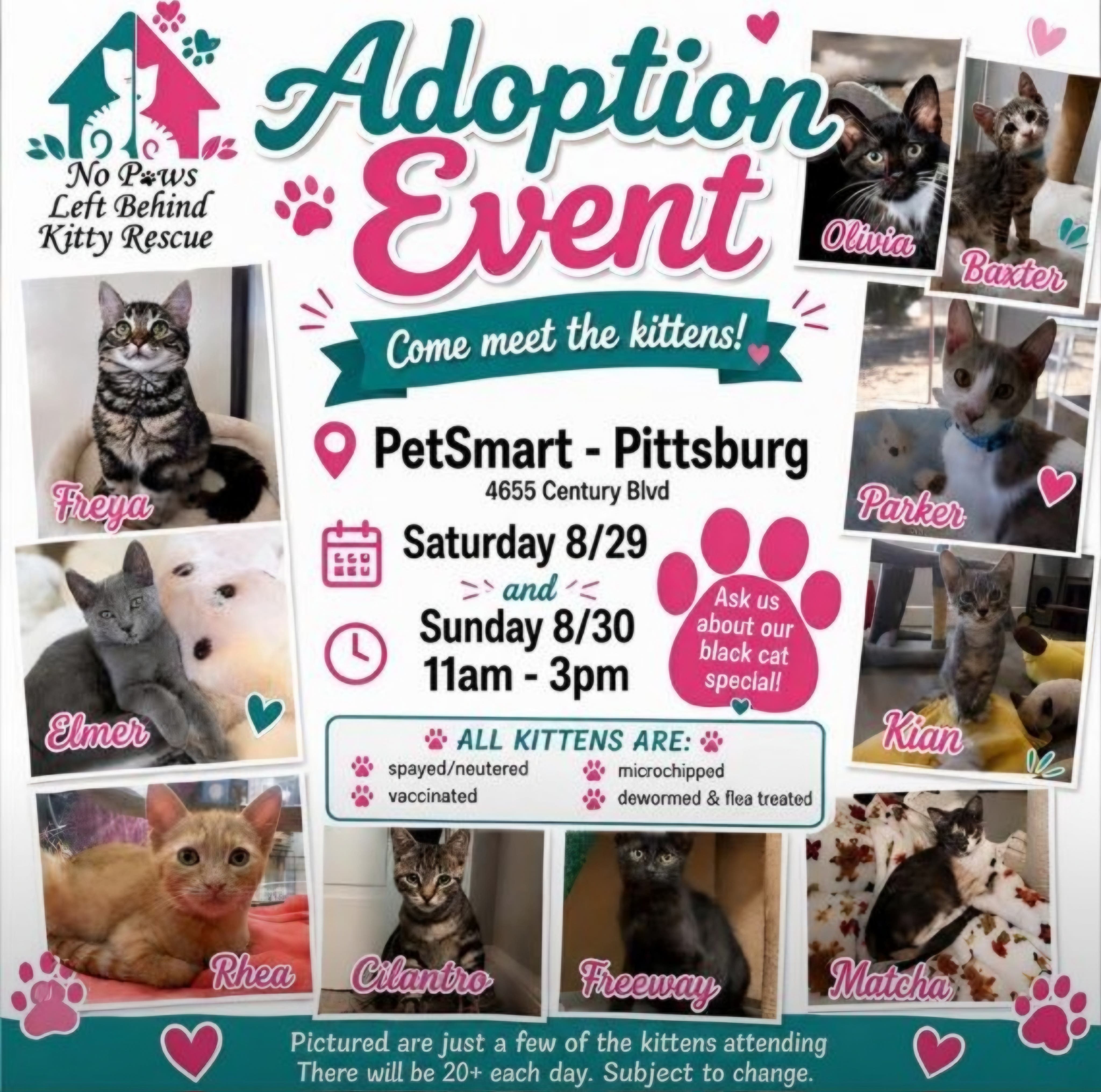 No Paws Left Behind Kitty Rescue Adoption Event 🐈