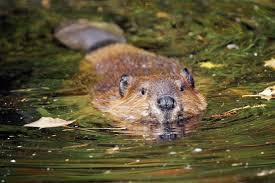 Spring in the Wild - Part II - Beavers