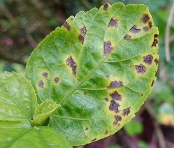 How to Read Your Plant's Health