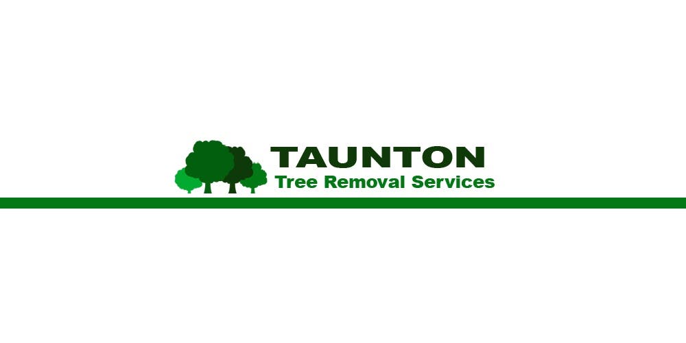Taunton Tree Removal Services