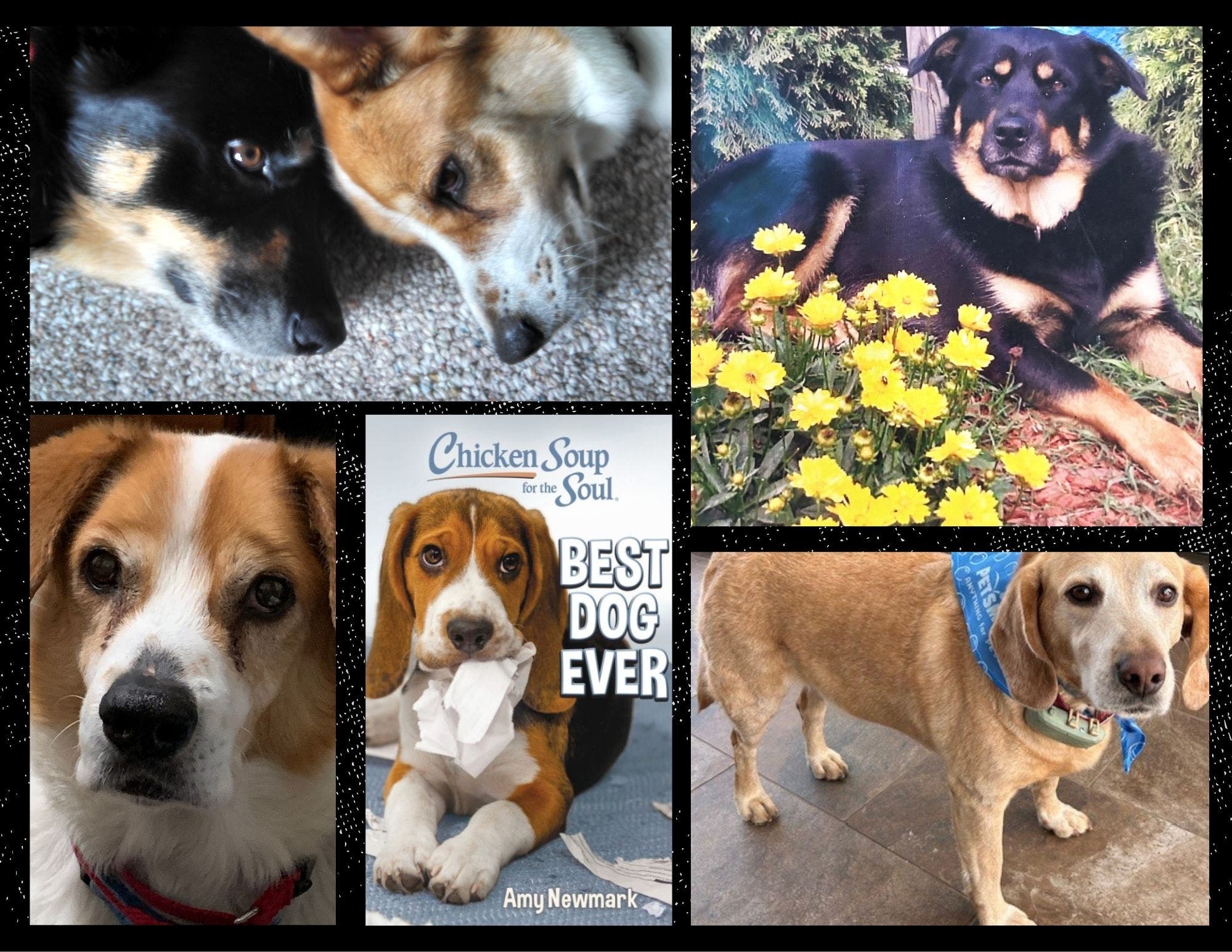 New York Native's Rescue Dog Stories in New Chicken Soup for the Soul Book