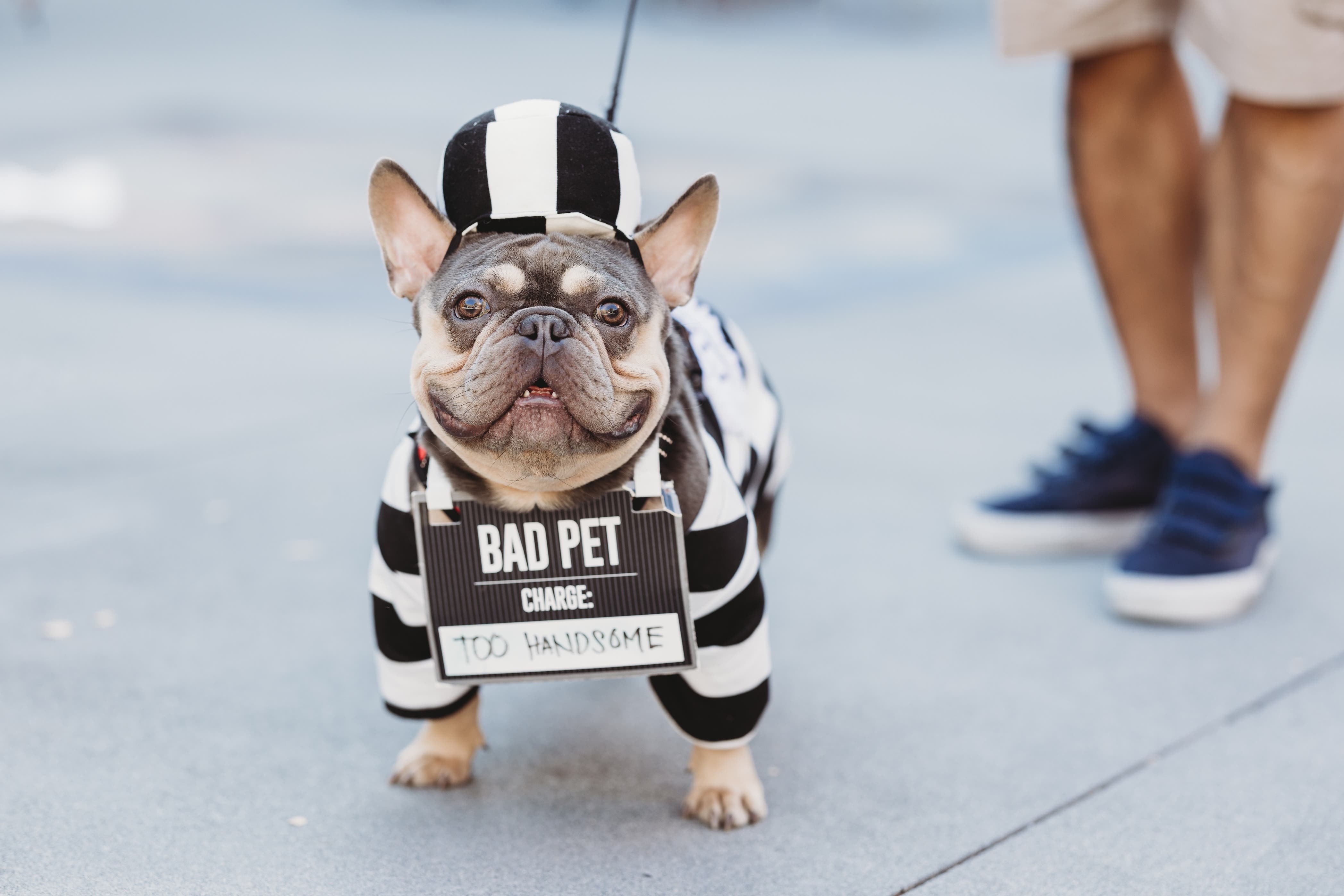 Howl-O-Ween Costumed Pet Parade at City Center Bishop Ranch
