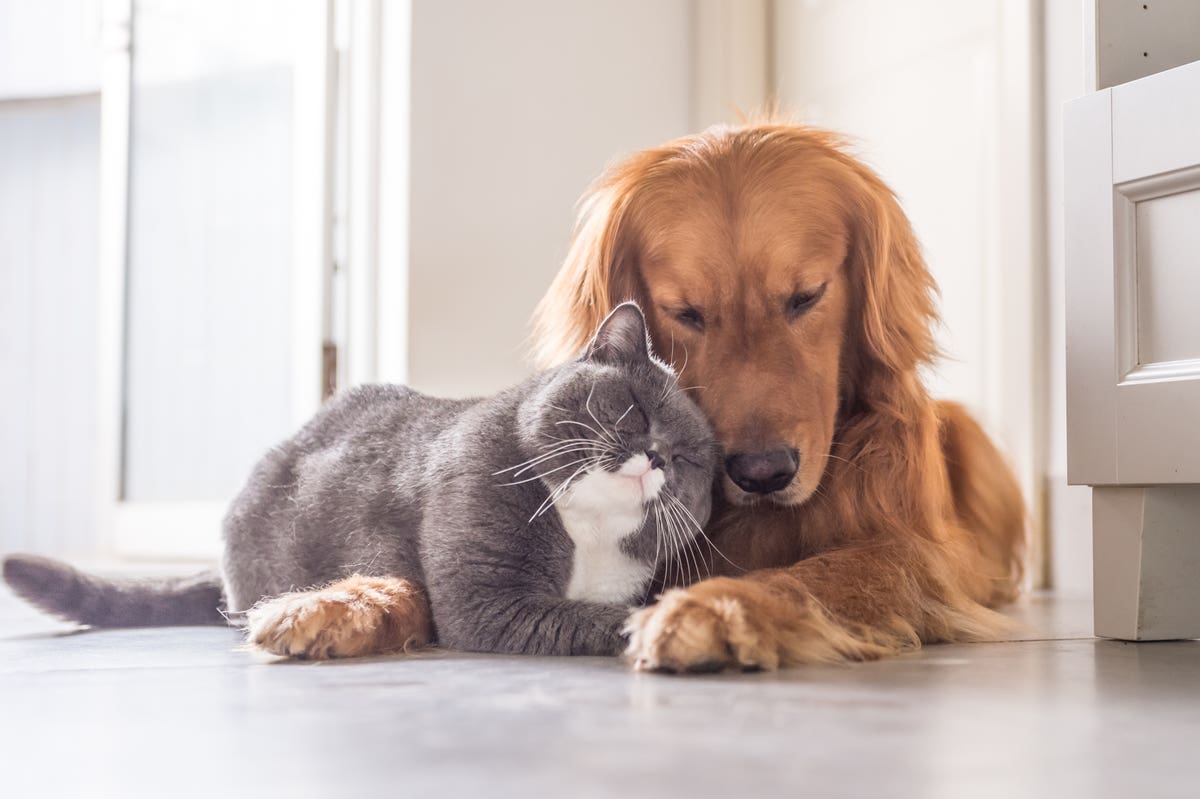 Collar Cuts Mobile Pet Grooming