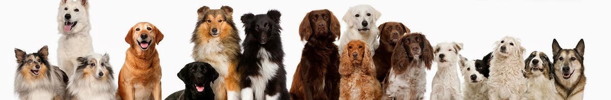 All Dogs Unleashed Dog Training