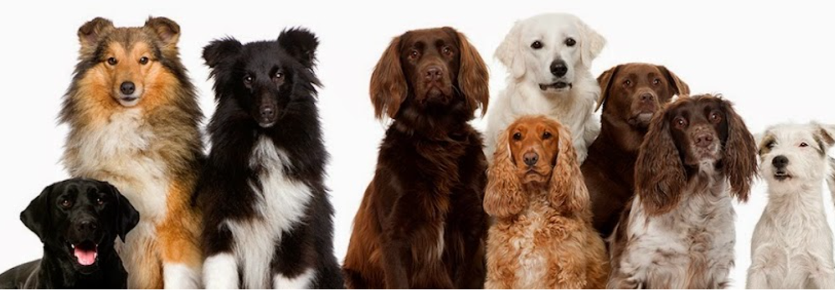 All Dogs Unleashed Dog Training Dallas