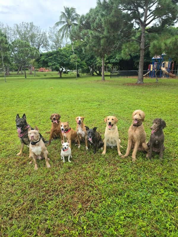 Smart Dogs Walk