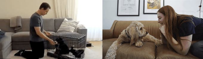 Dog Savvy Positive Dog Training