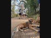 Austin, Texas - Ann and Roy Butler Hike-and-Bike Trail - Golden Retriever