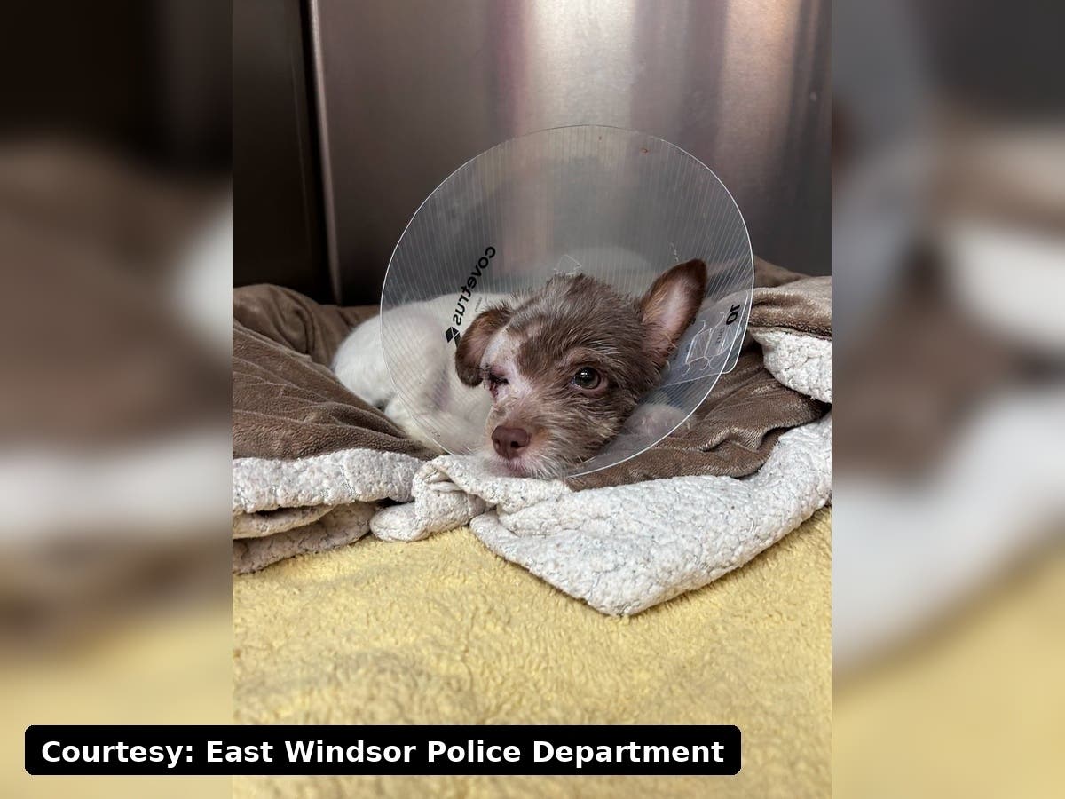 Oscar, a 13-week-old puppy found abandoned in an East Windsor dumpster, underwent surgery and is recovering, police said.