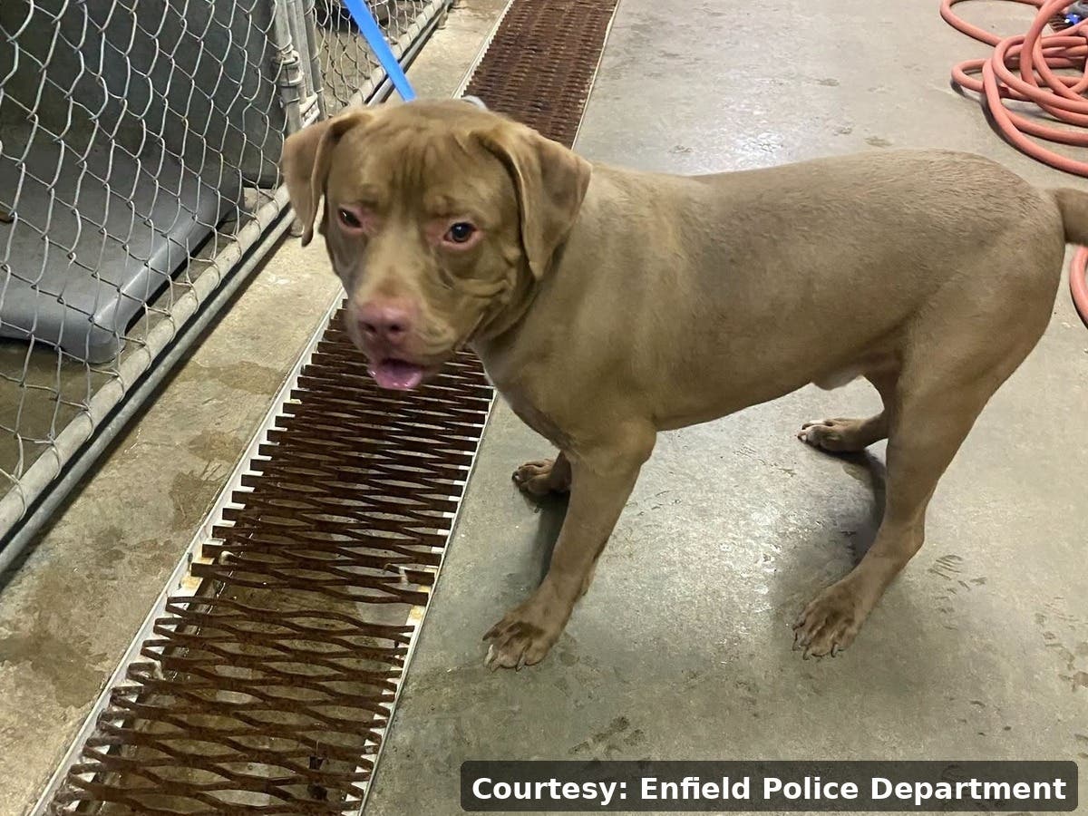 One of three dogs found tied up and abandoned at Brainard Park in Enfield on June 30, 2026.