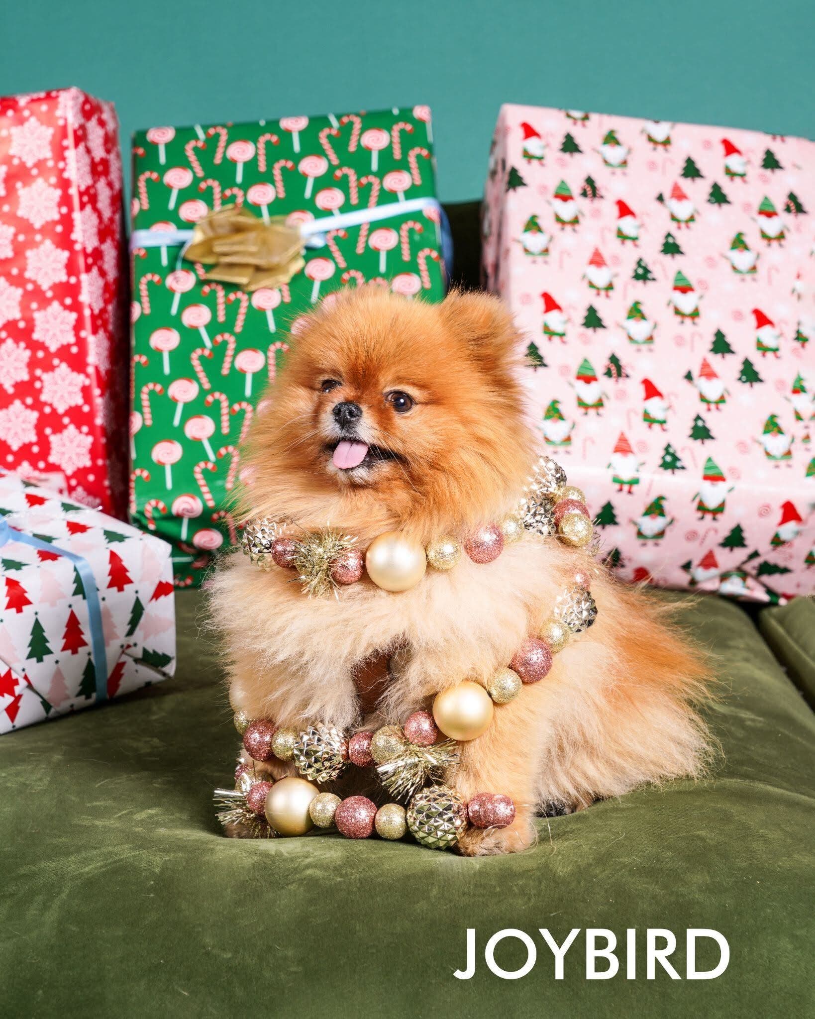 Joybird Mission Viejo Hosts Event to Benefit Wags & Walks Featuring Free Pet Portraits