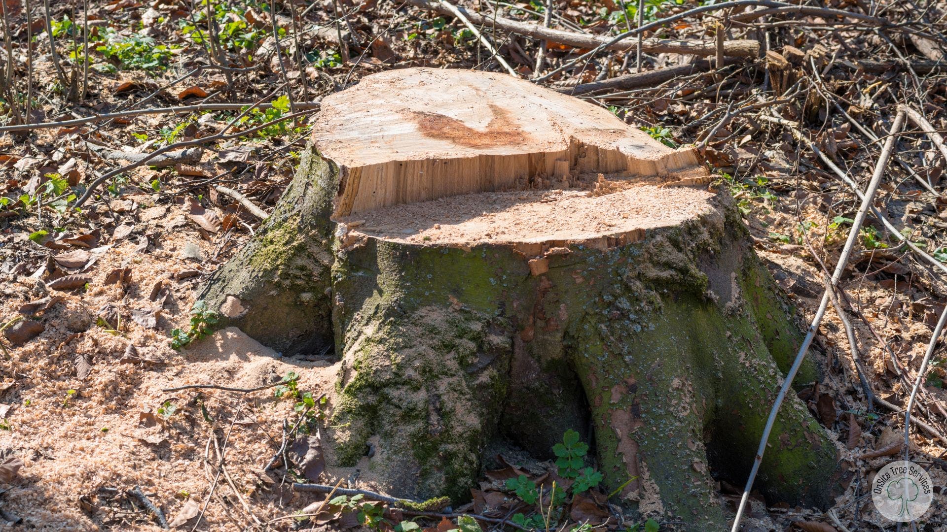 Professional Tree Services for Homes and Businesses in Fort Wayne