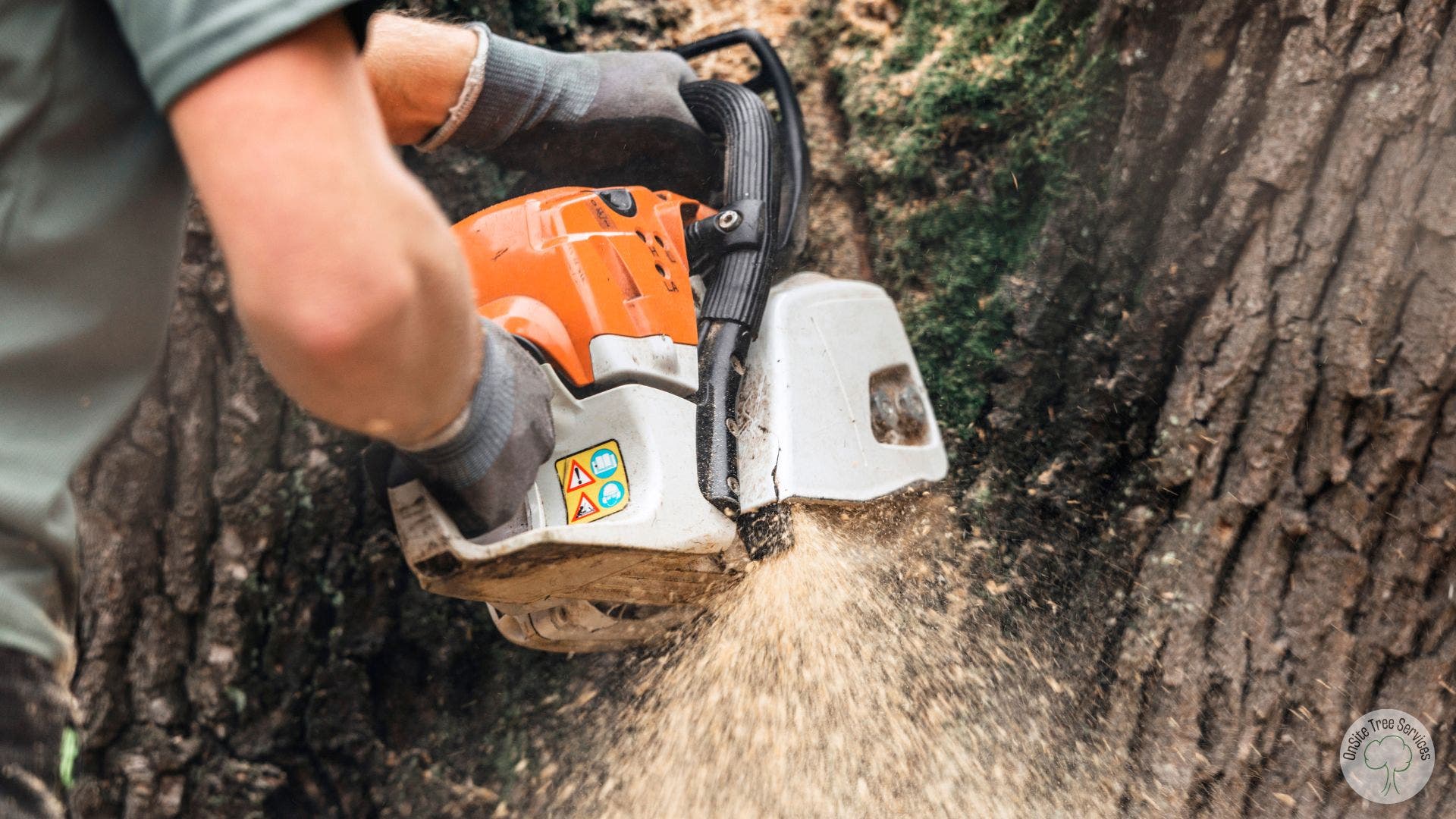 Local Tree Services from Our Experts Serving Fort Wayne, IN