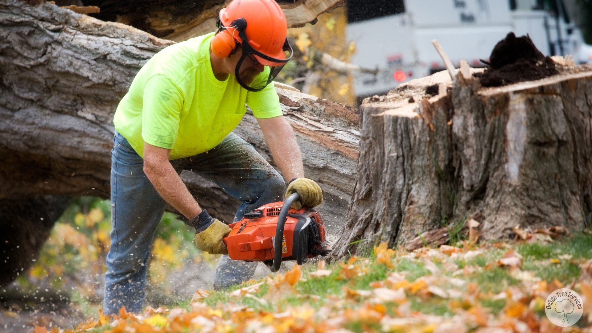Trusted Tree Services in Fort Wayne, IN – Fast, Safe & Professional Tree Care You Can Count On