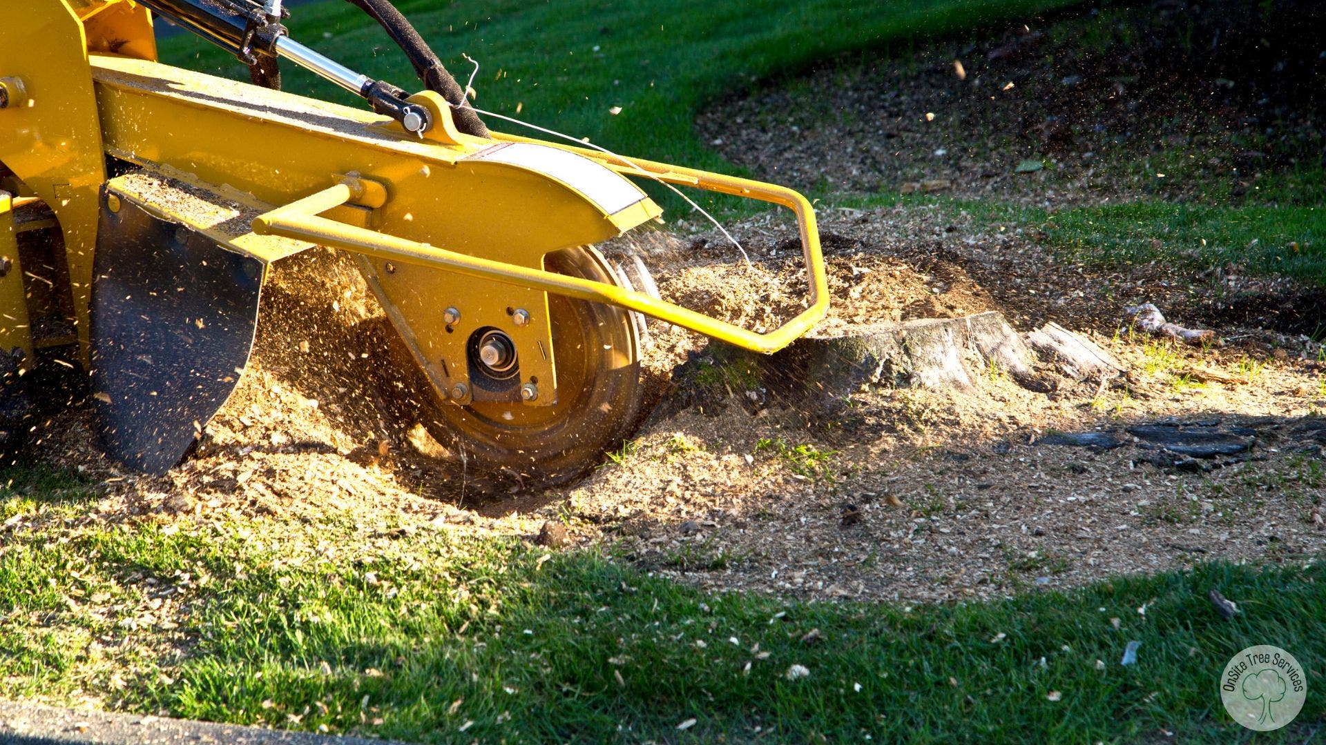 Expert Tree Services in Fort Wayne, IN – Protect Your Home with Skilled Local Tree Care