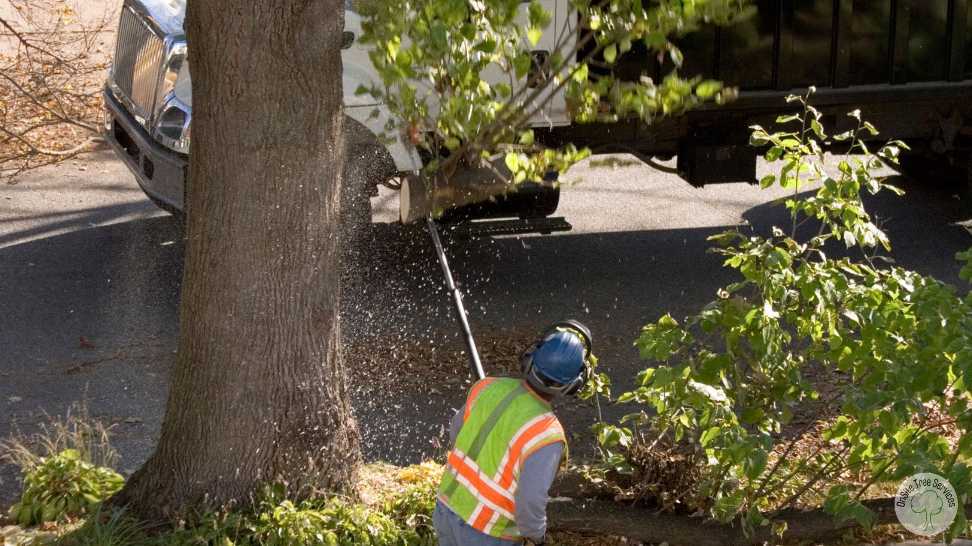 Professional Tree Services in Fort Wayne, IN – Reliable Solutions for Healthier Trees & Safer Proper