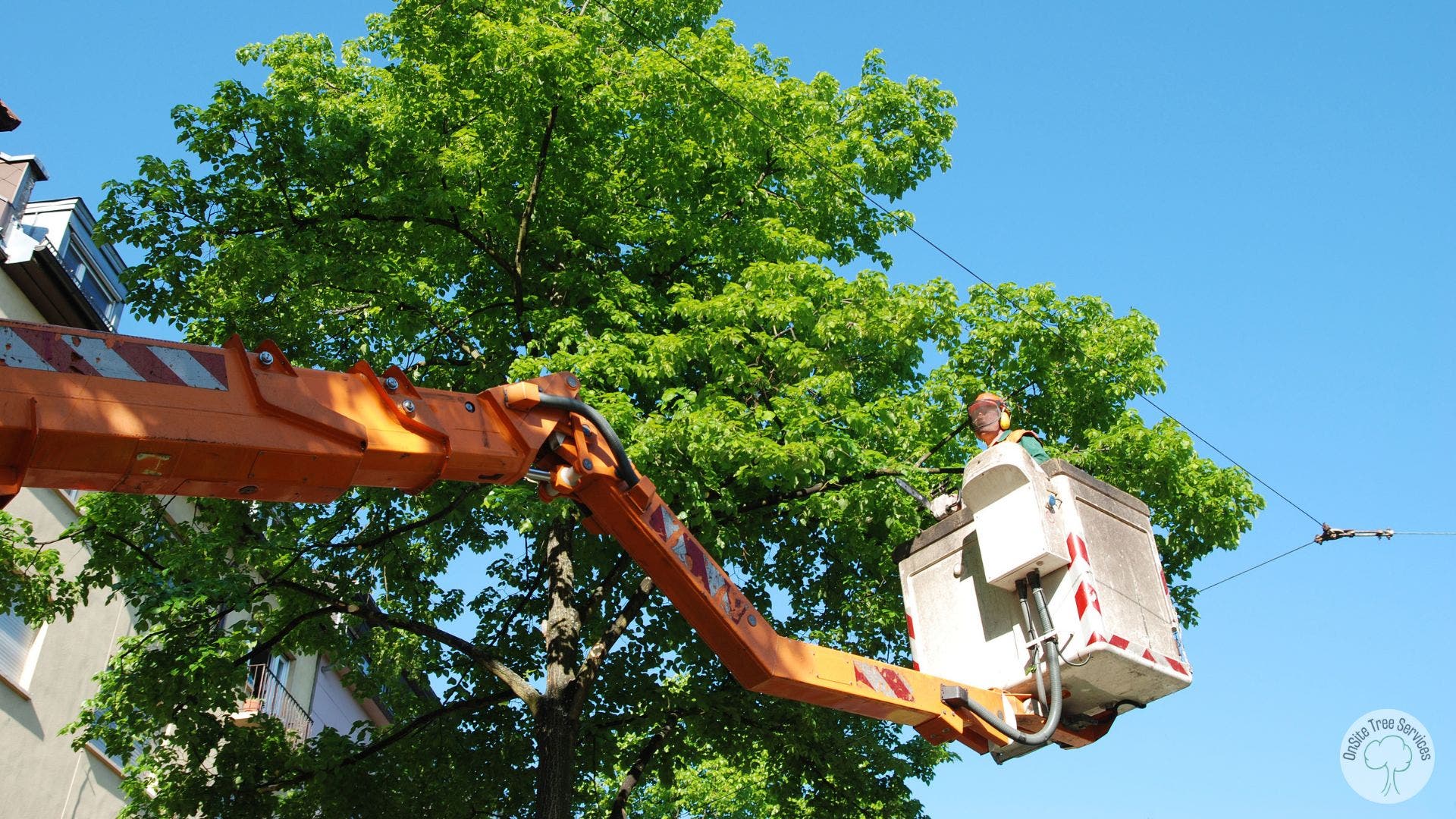 The Story Behind Every Tree We Touch in Fort Wayne
