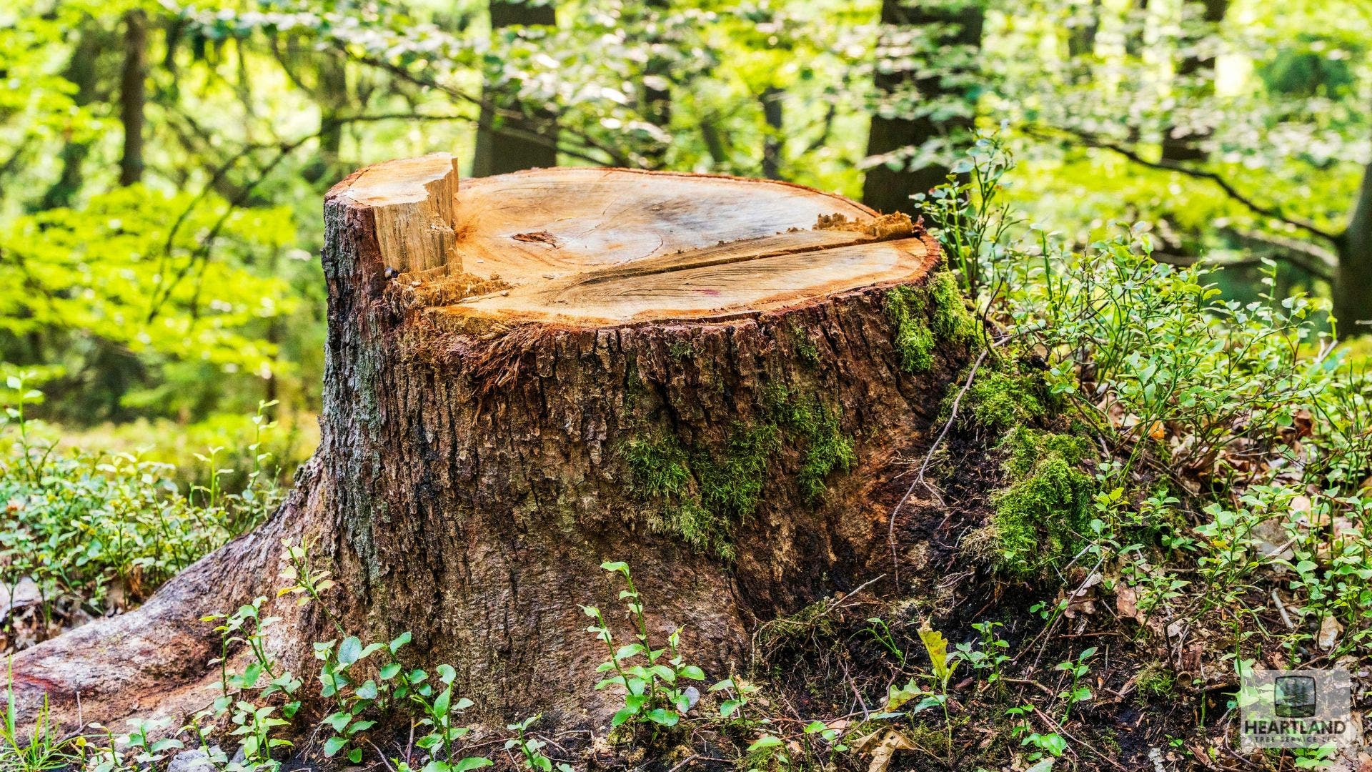 Grinding It Down to the Root — Stump Removal in Fort Wayne, IN
