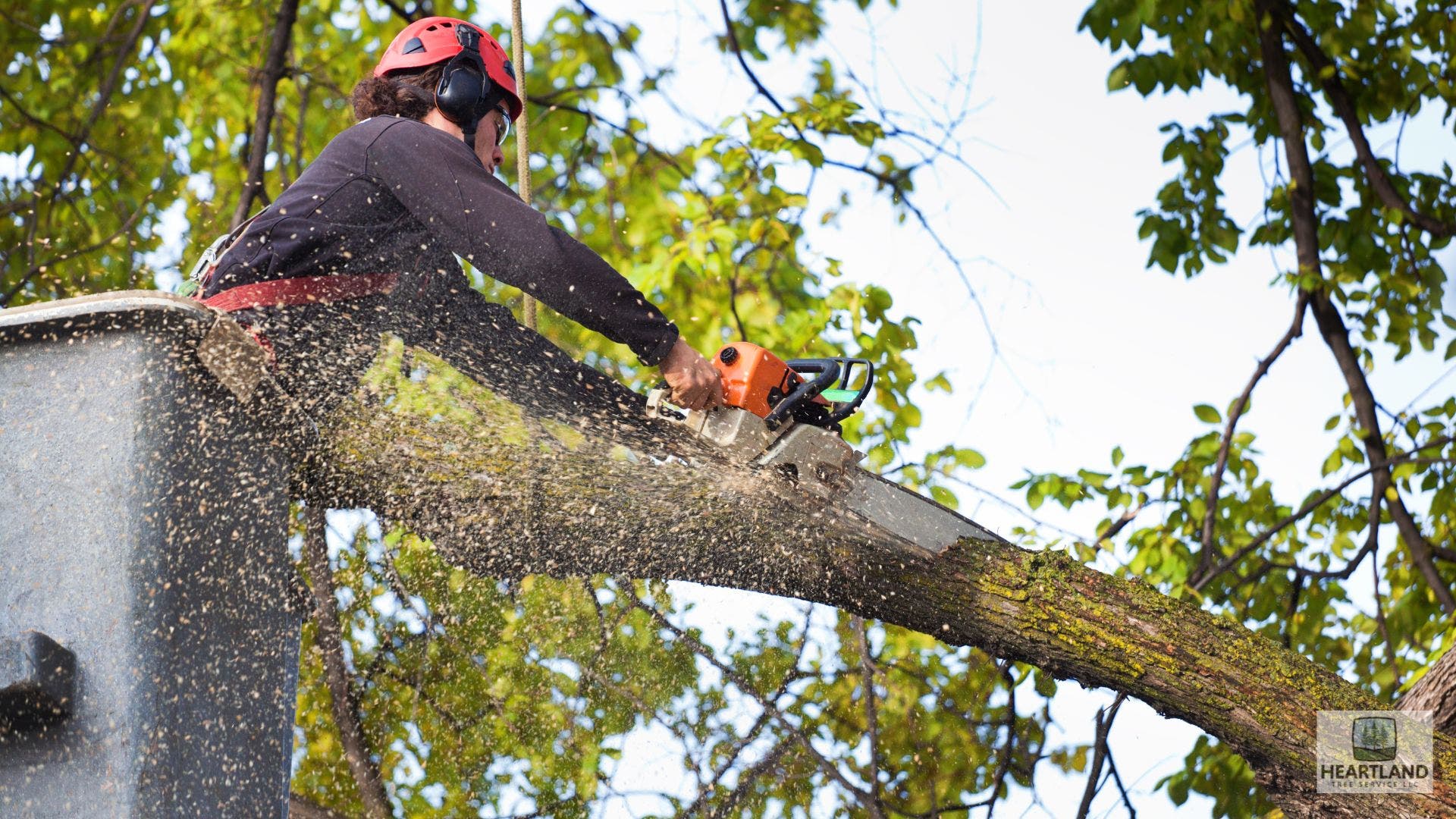 Expert Tree Services Kokomo, IN for Safer & Cleaner Outdoor Spaces