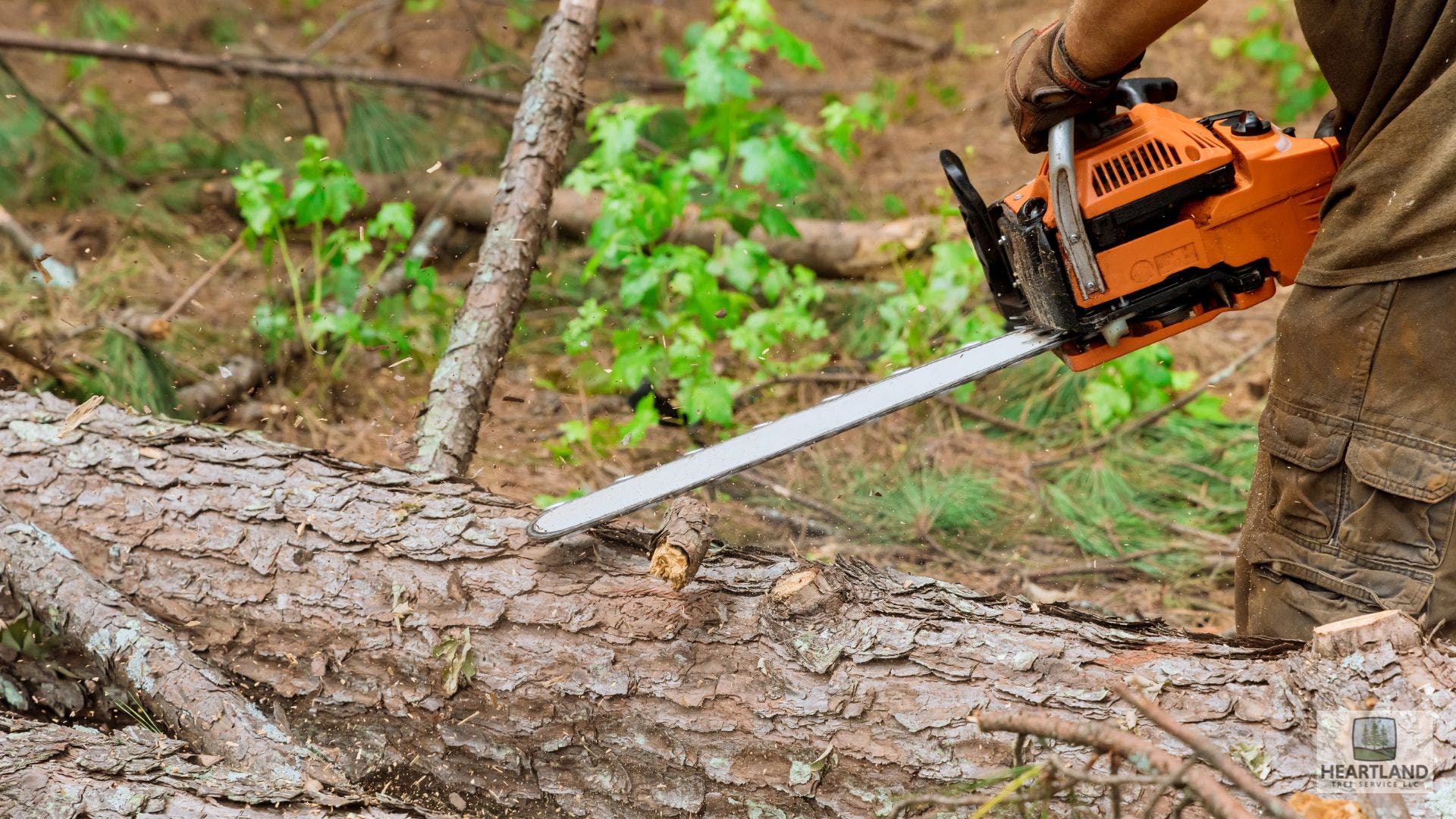 Professional Tree Services Kokomo, IN for Healthy & Beautiful Landscapes