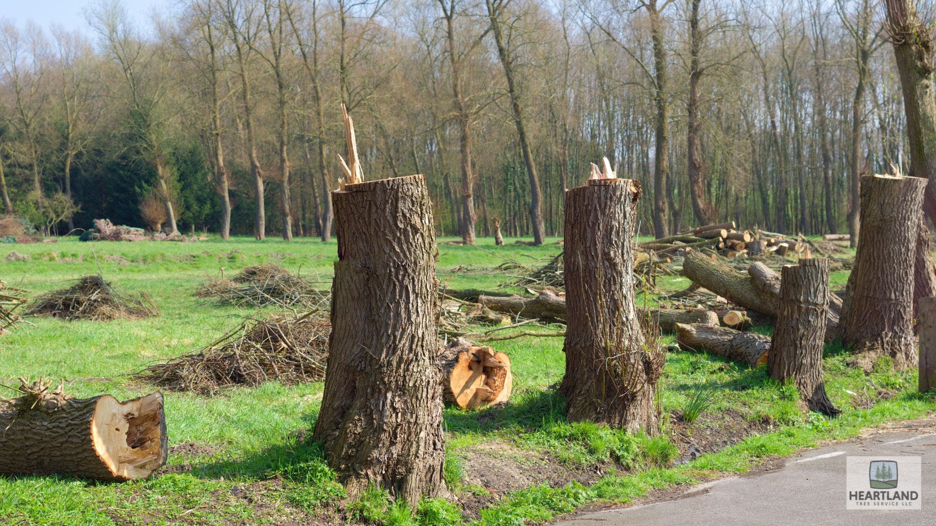 Affordable Tree Services Kokomo, IN for Safe & Dependable Property Care