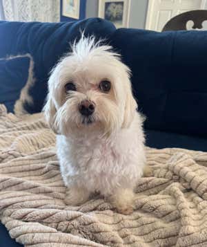 Kit & Kaboodle Pet Care Service 