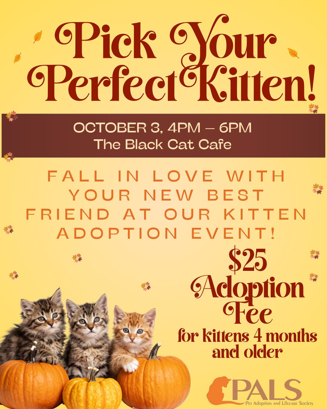 Pick Your Perfect Kitten!