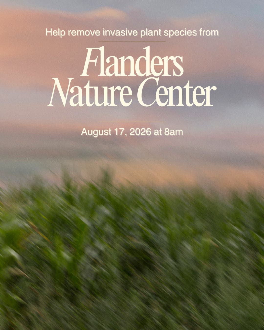 Invasive Plant Removal