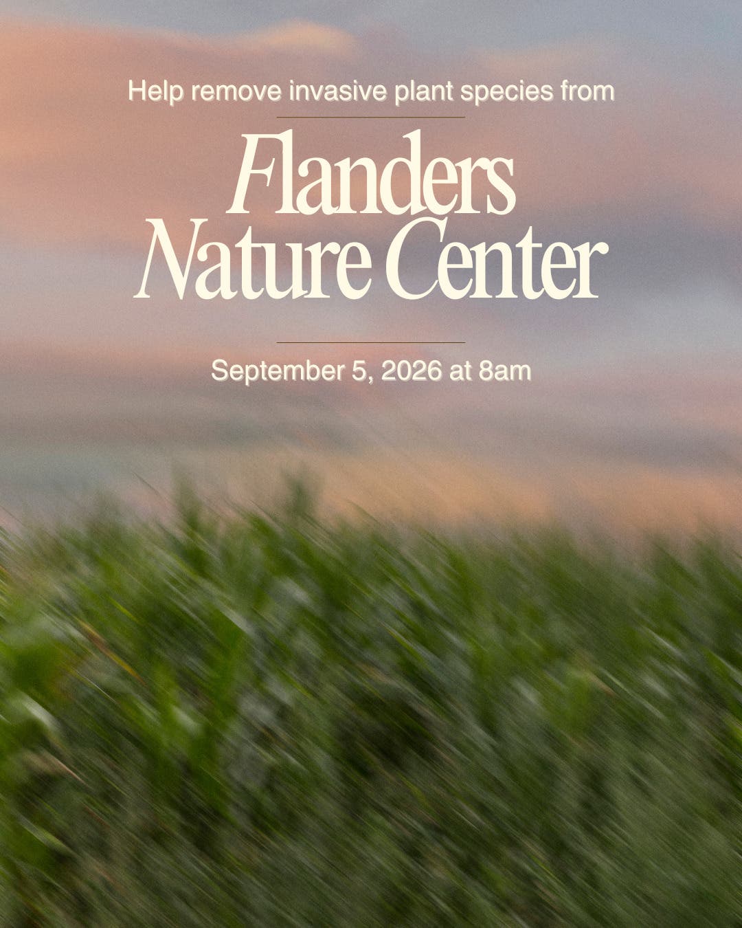 Invasive Plant Removal