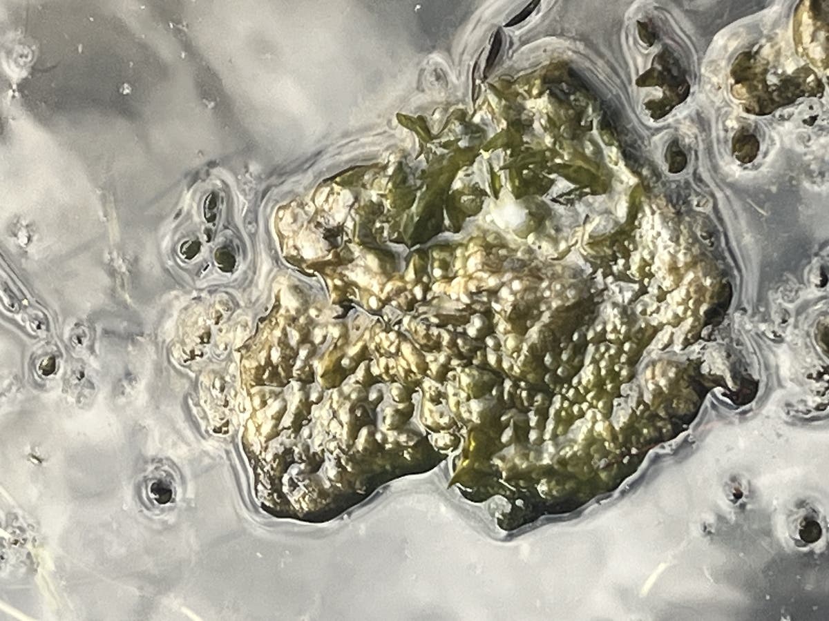 A blue-green algae mat.