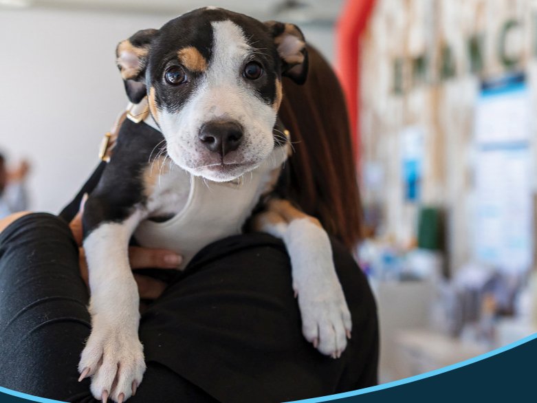A dog in Emancipet care.