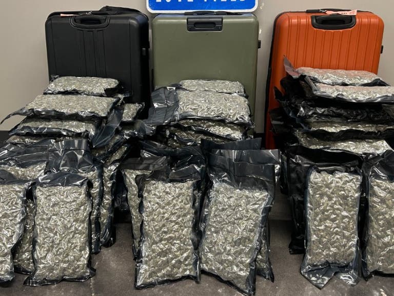 The seized marijuana.