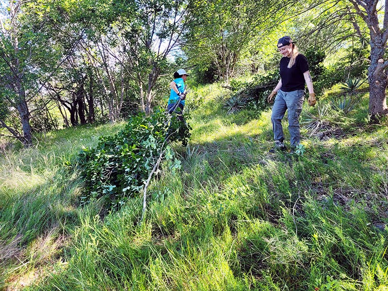 Workers clear the overgrowth as part of the efforts.
