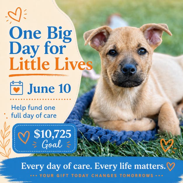 Jun 10 | Mary S. Roberts Pet Adoption Center Launches First-Ever “One ...
