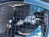 Radioactive Remy after being picked up from RadioCat, the beginning of his 9th life.