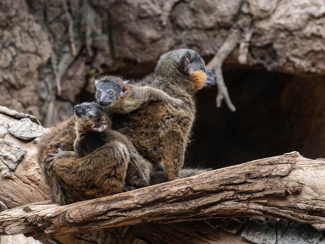 The rare primate births highlight conservation efforts as habitat loss and hunting continue to threaten wild populations.