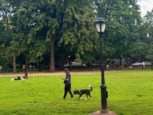 A precautionary closure is changing how dog owners use the park while the City works on a longer-term solution.