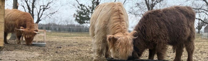 Majestic Highlands Homestead