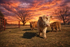 Majestic Highlands Homestead