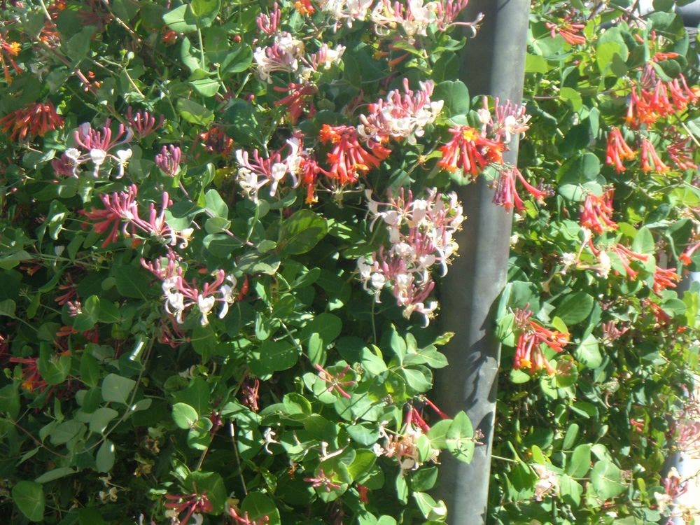 Organic Habitat plants