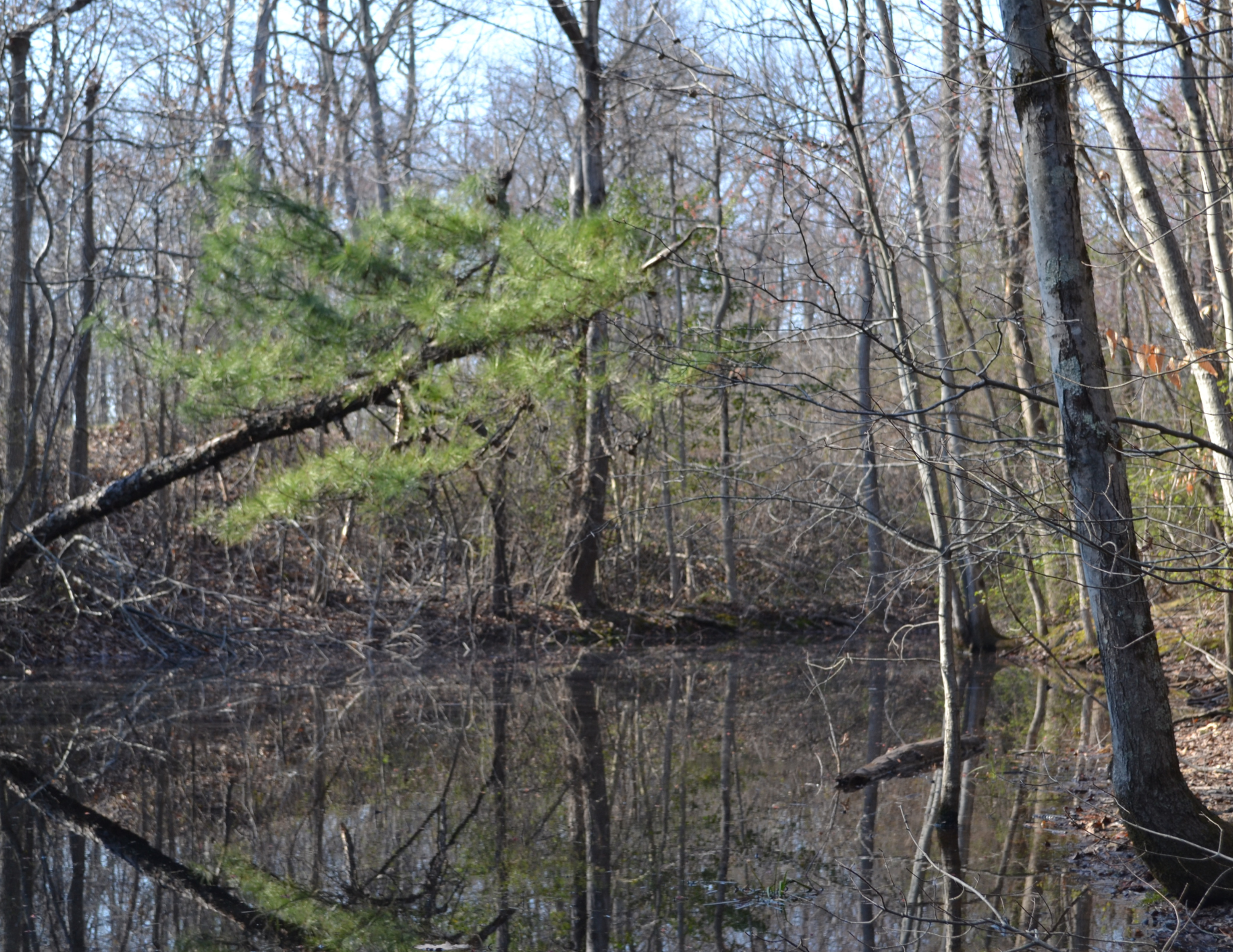 Vernal Pool
