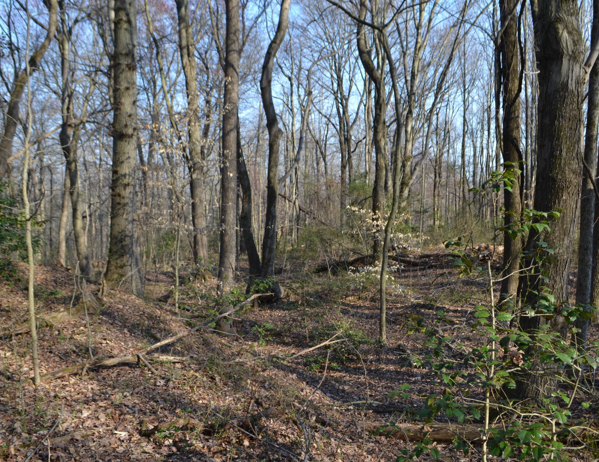 Forest inside property